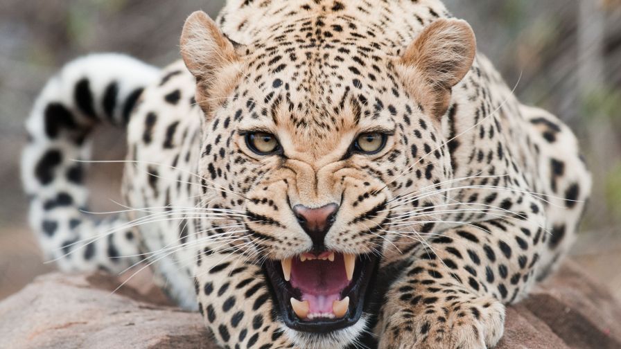 Amazing Leopard
