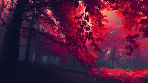 Autumn Red Forest