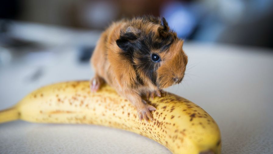 Cute Guinea Pig on a banana