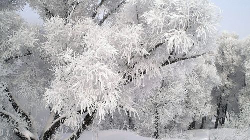 December Frost