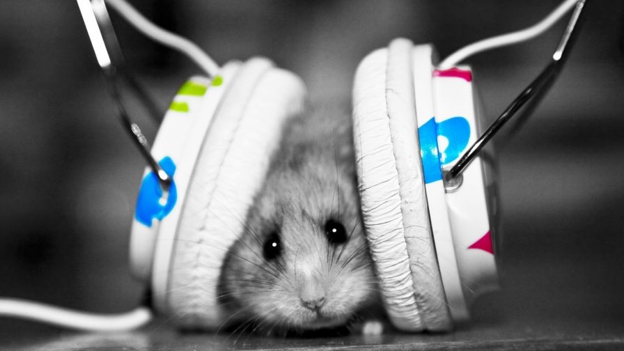 Little hamster with headphones