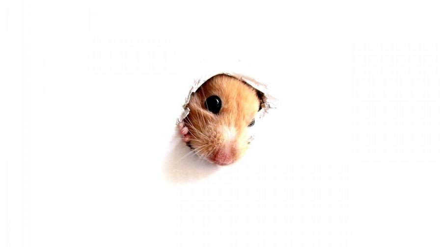 Little Hamster