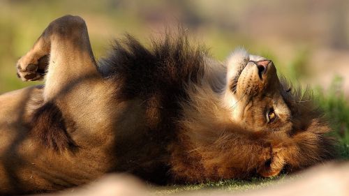 Laying Lion