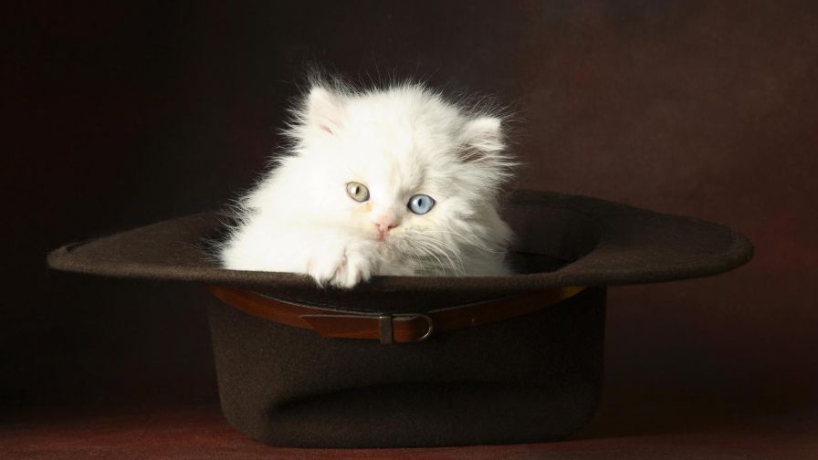 Sweet white cat black hat