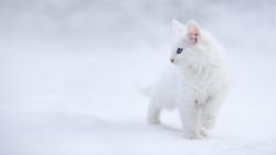 White cat in the white snow