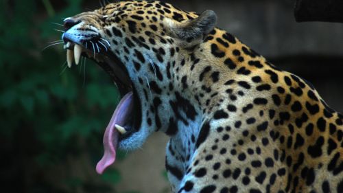 Yawning Leopard